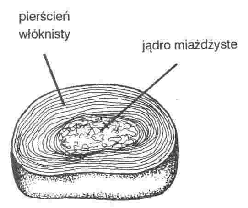 dysk krgosupa